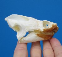 Authentic Snapping Turtle Skull for Sale  3-7/8 by 2-3/8 inches- Buy this one for $49.99