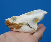 Authentic Snapping Turtle Skull for Sale  3-7/8 by 2-3/8 inches- Buy this one for $49.99