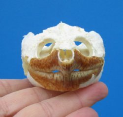 Authentic Snapping Turtle Skull for Sale  3-7/8 by 2-3/8 inches- Buy this one for $49.99