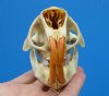 4 by 2-5/8 inches Real Porcupine Skull from North America - Buy this one for <font color=red>$45.99</font> Plus $8.50 1st Class Mail