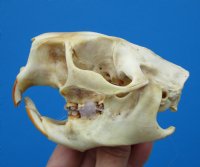 4 by 2-5/8 inches Real Porcupine Skull from North America for $45.99