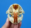 3-3/4 by 2-1/2 inches Authentic Porcupine Skull for Sale - Buy this one for <font color=red>$45.99</font> Plus $7.50 1st Class Mail