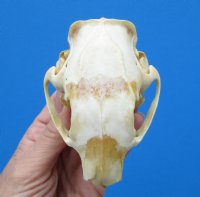 3-3/4 by 2-1/2 inches Authentic Porcupine Skull for Sale for $45.99
