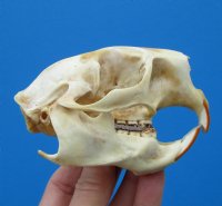 3-3/4 by 2-1/2 inches Authentic Porcupine Skull for Sale for $45.99