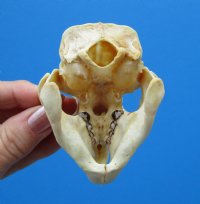 3-3/4 by 2-1/2 inches Authentic Porcupine Skull for Sale for $45.99