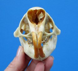 American Porcupine Skull 3-1/2 by 2-1/2 inches for $45.99
