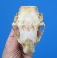 American Porcupine Skull 3-1/2 by 2-1/2 inches for $45.99