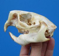 American Porcupine Skull 3-1/2 by 2-1/2 inches for $45.99