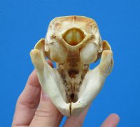 American Porcupine Skull 3-1/2 by 2-1/2 inches for $45.99