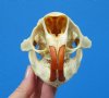 4 by 2-7/8 inches North American Porcupine Skull - Buy this one for<font color=red> $45.99</font> Plus $8.50 1st Class Mail