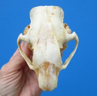 4 by 2-7/8 inches North American Porcupine Skull for $45.99