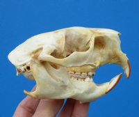 4 by 2-7/8 inches North American Porcupine Skull for $45.99