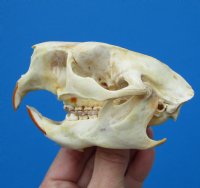 4 by 2-7/8 inches North American Porcupine Skull for $45.99