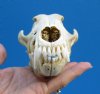 7-1/4 inches Damaged Coyote Skull (small hole right side) - Buy this one for $26.99