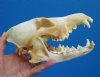 8-1/4 inches Large Discounted North American Coyote Skull (tiny hole, missing few teeth) - Buy this one for $32.99
