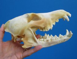 8-1/4 inches Large Discounted North American Coyote Skull (tiny hole, missing few teeth) - Buy this one for $29.99