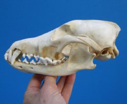 7-3/4 inches Discounted Coyote Skull for Sale (Uneven bottom jaw; discoloration) - Buy this one for $29.99