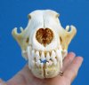 7-1/2 inches Damaged Coyote Skull for Sale (small hole thru skull) - Buy this one for $26.99