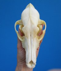 7-5/8 inches Damaged Coyote Skull for Sale (hole and crack right side) - Buy this one for $26.99