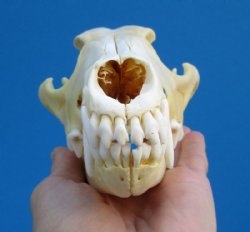 7-5/8 inches Damaged Coyote Skull for Sale (hole and crack right side) - Buy this one for $26.99