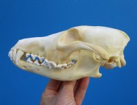 7-5/8 inches Damaged Coyote Skull for Sale (hole and crack right side) - Buy this one for $26.99