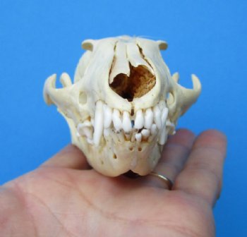 4-3/4 inches North American Gray Fox Skull for $49.99