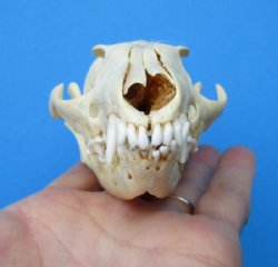 4-3/4 inches North American Gray Fox Skull for $49.99