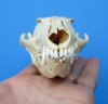 4-3/4 inches North American Gray Fox Skull for Sale - Buy this one $49.99 (Plus $8.50 Postage)