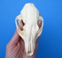 4-3/4 inches North American Gray Fox Skull for $49.99