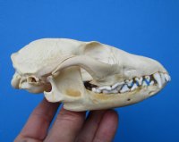 4-3/4 inches North American Gray Fox Skull for $49.99