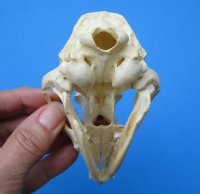 4-3/4 inches North American Gray Fox Skull for $49.99