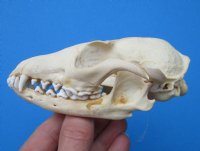 4-3/4 inches North American Gray Fox Skull for $49.99