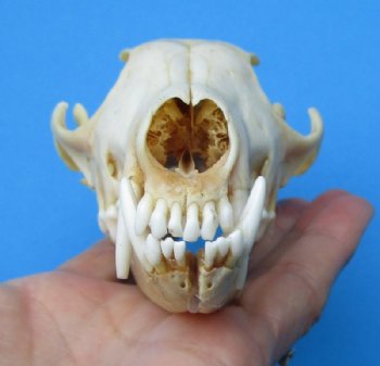 4-3/4 inches North American Red Fox Skull for $49.99