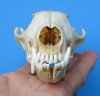 4-3/4 inches North American Grey Fox Skull for Sale - Buy this one for $49.99