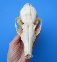 4-3/4 inches North American Red Fox Skull for $49.99