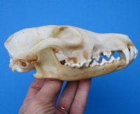 4-3/4 inches North American Red Fox Skull for $49.99