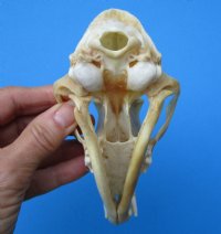 4-3/4 inches North American Red Fox Skull for $49.99