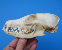 4-3/4 inches North American Red Fox Skull for $49.99