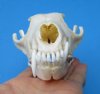 6 inches Authentic Red Fox Skull for Sale - Buy this one for <font color=red> $45.99</font> Plus $6.50 1st Class Mail