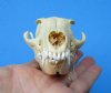 4-7/8 inches North American Grey Fox Skull for Sale - Buy this one for <font color=red> $45.99</font> Plus $6.50 1st Class Mail