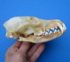5-3/4 inches Discount Red Fox Skull for Sale (Discolored, Missing Teeth; broken bone;)  - Buy this one for <font color=red> $34.99</font> Plus $6.50 1st Class Mail