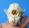 5-1/2 inches Red Fox Skull for Sale, Beetle Cleaned - Buy this one for <font color=red>$45.99</font> Plus $6.50 1st Class Mail