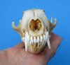 5-3/4 inches Red Fox Skull for Sale (Badly discolored - Needs Whitening) - Buy this one for <font color=red> $34.99</font> Plus $6.50 1st Class Mail