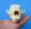 4-7/8 inches North American Grey Fox Skull for Sale -  Buy this one for <font color=red> $45.99</font> Plus $6.50 1st Class Mail