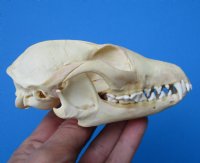 4-7/8 inches North American Grey Fox Skull for $49.99