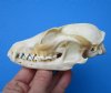 4-7/8 inches Authentic Grey Fox Skull for Sale - Buy this one for <font color=red> $45.99</font> Plus $6.50 1st Class Mail