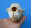 5-3/4 inches Real Red Fox Skull for Sale (slight damage) - Buy this one for <font color=red> $39.99</font> Plus $6.50 1st Class Mail