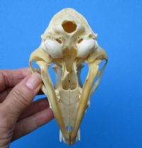 5-3/4 inches Real Red Fox Skull for Sale (slight damage) - Buy this one for $39.99