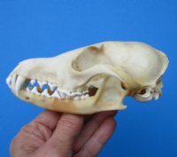 5-3/4 inches Real Red Fox Skull for Sale (slight damage) - Buy this one for $39.99