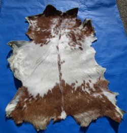 36 by 46 inches Authentic Goat Hide, Rust Brown and White Pattern for $44.99